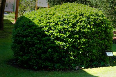 Pyracantha coccinea hlohyně ohnivá - celek